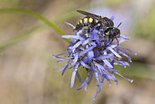 Digger wasp (Oxybelus mucronatus) on Jasione, Regional Natural Park of Vosges du Nord, France
