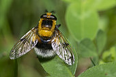 Bumblee Mimic Hoverfly (Volucella bombylans var. plumata), Regional Natural Park of Vosges du Nord, France