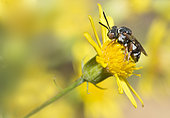 Black-thighed Epeolus (Epeolus variegatus) on Goldenrod, Regional Natural Park of Vosges du Nord, France