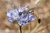 Sand Wasp (Ammophila pubescens) on Jasione flower, Regional Natural Park of Vosges du Nord, France