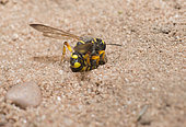 Digger Wasp (Cerceris arenaria) pricking a weevil to carry it in its gallery, Regional Natural Park of Northern Vosges, France