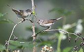 Common Whitethroat (Sylvia communis) couple in a hedge, Northern Vosges Regional Nature Park, France