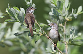 Common Whitethroat (Sylvia communis) couple in an alder, Northern Vosges Regional Nature Park, France