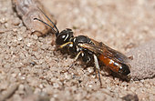 Digger wasp (Dinetus pictus) female, Regional Natural Park of Northern Vosges, France