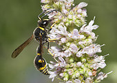 Eumène (Eumenes papillarius) mâle sur fleurs de Menthe, Parc naturel régional des Vosges du Nord, France