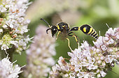 Eumène (Eumenes papillarius) mâle sur fleurs de Menthe, Parc naturel régional des Vosges du Nord, France