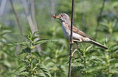 Common Whitethroat (Sylvia communis) with a ladybug in its beak, Northern Vosges Regional Nature Park, France