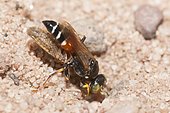 Digger wasp (Harpactus elegans) female carrying a Leafhopper in her gallery, France