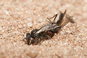 Digger wasp (Oxybelus bipunctatus) digging a gallery in the sand to deposit its prey, a fly attached to its sting, Regional Natural Park of Northern Vosges, France