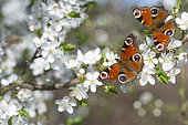 Camberwell Beauty (Aglais io) on Black Thorn in Bloom, Regional Natural Park of Northern Vosges, France