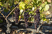 Clusters of Muscat grapes just before harvest in mid-October, Muscat de Beaumes de Venise, Provence, France