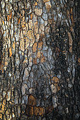 Japanese persimmon (Diospyros kaki) bark, Provence, France