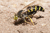 Sand wasp (Bembix rostrata) digging its gallery, Regional Natural Park of Vosges du Nord, France