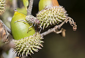 Acorn weevil (Curculio glandium) piercing an acorn of kermes oak (Quercus coccifera), Mercantour National Park, Alps, France