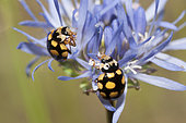Fourteen-spotted Lady Beetle (Propylaea quatuordecimpunctata) on Sheep's-bit (Jasione montana), Regional Natural Park of Northern Vosges, France