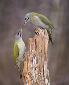 Couple of Woodpeckers (Picus canus) on a dead wood, the male is at the feet of the female, Regional Natural Park of Northern Vosges, France