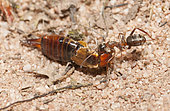Red Ant (Formica rufa) carrying an Earwing, Northern Vosges Regional Nature Park, France