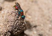 Jewel Wasp (Hedychrum niemelai) female, on the lookout Regional Natural Park of Northern Vosges, France