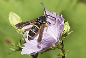 Dusky Clearwing (Paranthrene tabaniformis) foraging the mallow, Northern Vosges Regional Nature Park, France