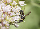 Leptochile (Leptochilus alpestris) sur menthe, France