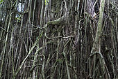 Banyan sur le site archéologique Upeke à Taaoa, commune de Atuona, île de Hiva Oa, îles marquises, Polynésie française