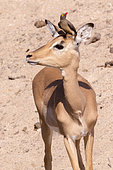 Impala (Aepyceros melampus), female with a Red-billed oxpecker (Buphagus erythrorhynchus), Mala Mala game reserve, South African Republic