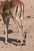 Impala (Aepyceros melampus) femelle avec un Piquebœuf à bec rouge (Buphagus erythrorhynchus), Réserve de Mala Mala, Afrique du Sud