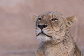 Lion (Panthera leo), female resting on the ground, savannah, Mala Mala game reserve, South African Republic