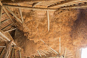 Social-weaver (Philetairus socius), collective nest gathering hundreds of birds inside a house, Kalahari Desert, South Africa