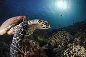 Hawksbill sea turtle (Eretmochelys imbricata) on a reef, Komodo, Indonesia