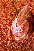 Juvenile Imperial Cleaner Shrimp (Zenopontonia rex) on a Spanish dancer (Hexabranchus sp), Komodo Indonesia
