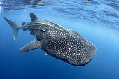 Whale shark (Rhincodon typus), Gulf of Mexico