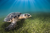 Hawksbill Turtle (Eretmochelys imbricata) on sea grass, Yucatan, Mexico