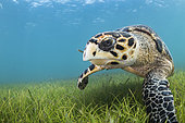 Hawksbill Turtle (Eretmochelys imbricata) on sea grass, Yucatan, Mexico