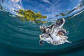 Green turtle (Chelonia mydas) juvenile under surface, Fakarava, French Polynesia