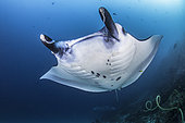Reef Manta Ray (Manta alfredi) Komodo National Park, Indonesia
