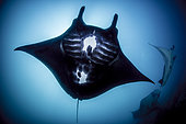 Reef Manta Ray (Manta alfredi) Komodo National Park, Indonesia