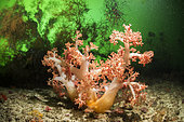 Soft Coral (Dendronephthya sp), green water, Komodo, Indonesia