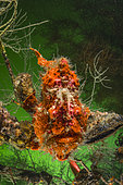Commerson's frogfish (Antennarius commerson), south Komodo, Indonesia