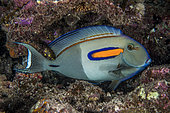 Orangespot surgeonfish (Acanthurus olivaceus) in reef, Tahiti, Polynésie Française