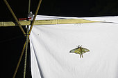 Spanish moon moth (Graellsia isabellae) on Insect trap at night, The Ports Natural Park, Terres de L'Ebre, Tarragona, Catalonia, Spain, Europe
