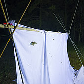 Spanish moon moth (Graellsia isabellae) on Insect trap at night, The Ports Natural Park, Terres de L'Ebre, Tarragona, Catalonia, Spain, Europe