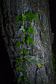 Spanish moon moth (Graellsia isabellae) on trunk at night, The Ports Natural Park, Terres de L'Ebre, Tarragona, Catalonia, Spain, Europe