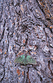 Spanish moon moth (Graellsia isabellae) on bark, The Ports Natural Park, Terres de L'Ebre, Tarragona, Catalonia, Spain, Europe