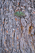 Spanish moon moth (Graellsia isabellae) on bark, The Ports Natural Park, Terres de L'Ebre, Tarragona, Catalonia, Spain, Europe