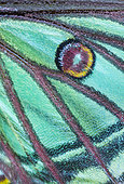 Spanish moon moth (Graellsia isabella, detail of eyespot, sometimes ocellus, Els Ports, Ebre lands, Spain