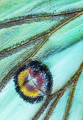 Spanish moon moth (Graellsia isabella, detail of eyespot, sometimes ocellus, Els Ports, Ebre lands, Spain