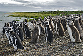 Magellanic penguin (Spheniscus magellanicus). Reserva Provincial Ría Deseado. Puerto Deseado, Argentina.