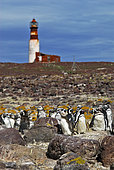 Magellanic penguin (Spheniscus magellanicus). National Park Penguin Island. Puerto Deseado, Argentina.