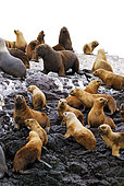 South American sea lion (Otaria flavescens). National Park Penguin Island. Puerto Deseado, Argentina.